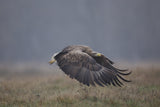 White-tailed eaglenn Poster och Canvastavla