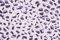 Scattered Small Purple Strokes Pattern Poster och Canvastavla