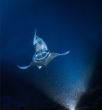 Into the blue Poster och Canvastavla