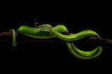 viper one Poster och Canvastavla