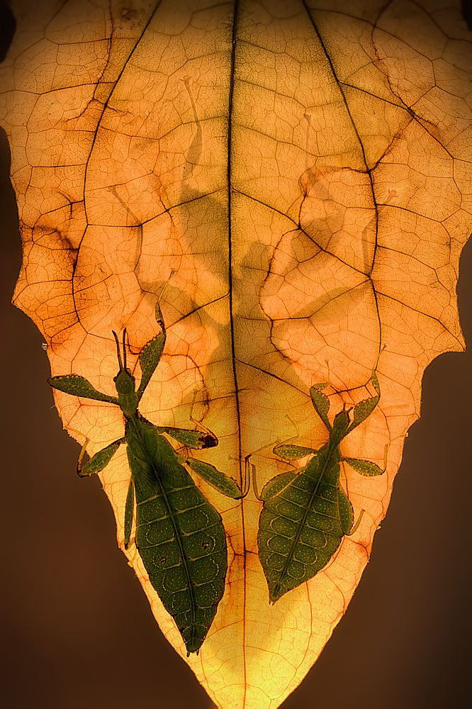 Leaf insects Poster och Canvastavla
