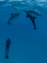 Dolphins and the woman 2 Poster och Canvastavla