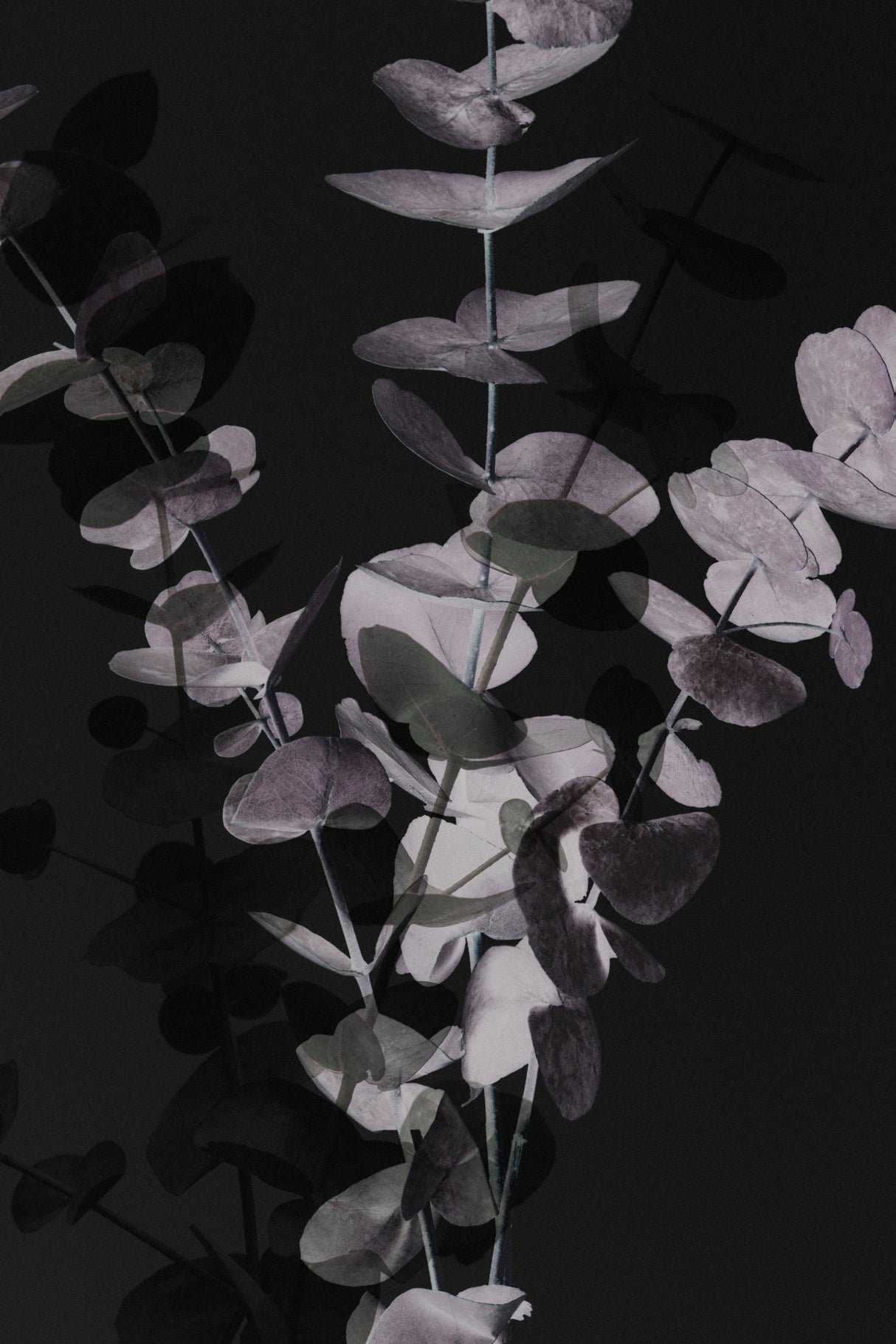 Eucalyptus_Negative_001 Poster och Canvastavla