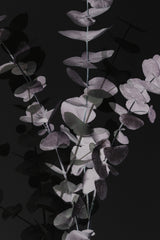Eucalyptus_Negative_001 Poster och Canvastavla
