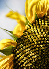 Sunflower Poster och Canvastavla