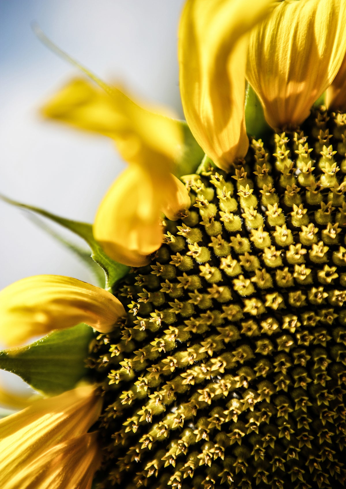 Sunflower Poster och Canvastavla
