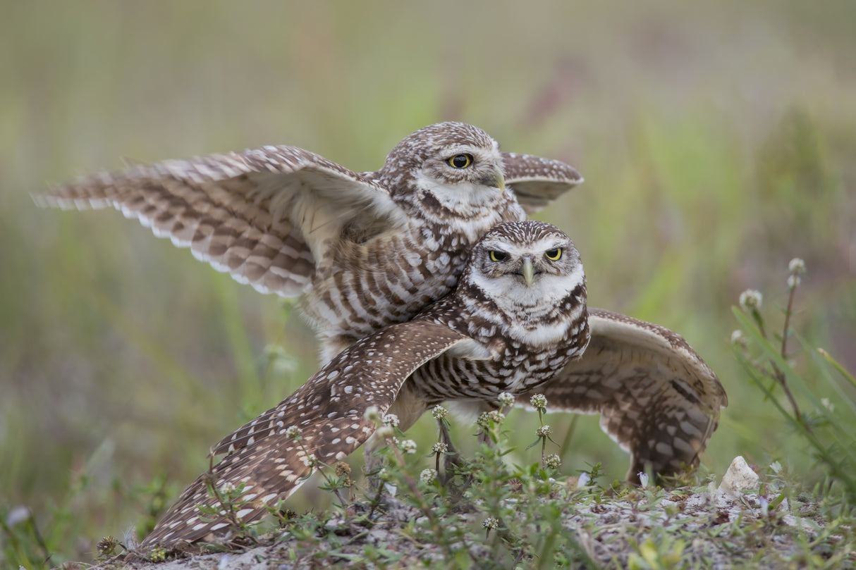 Burrowing Owl Love Poster och Canvastavla