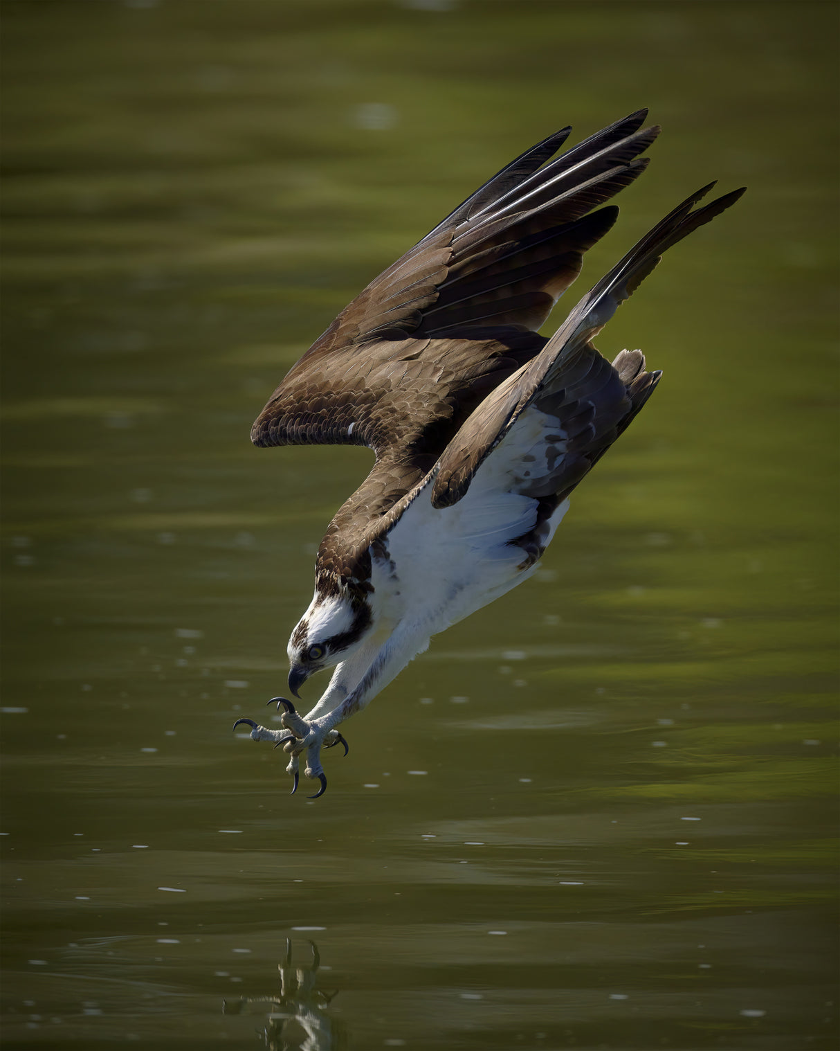 Osprey hunting Poster och Canvastavla
