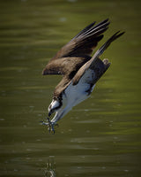 Osprey hunting Poster och Canvastavla