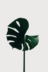 Monstera Natural 06 Poster och Canvastavla