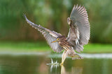 Night heron Poster och Canvastavla