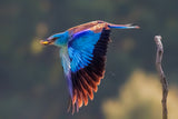 European Roller Poster och Canvastavla