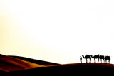 Sahara desert Poster och Canvastavla