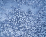 Above the winter forest Poster och Canvastavla