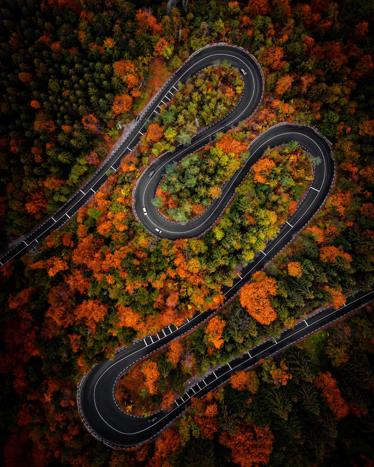 Curves Poster och Canvastavla