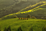 Five Ladies in Rice Fields Poster och Canvastavla