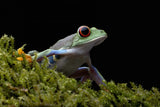 Red-eyed Poster och Canvastavla