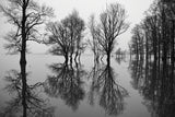 Flood Poster och Canvastavla