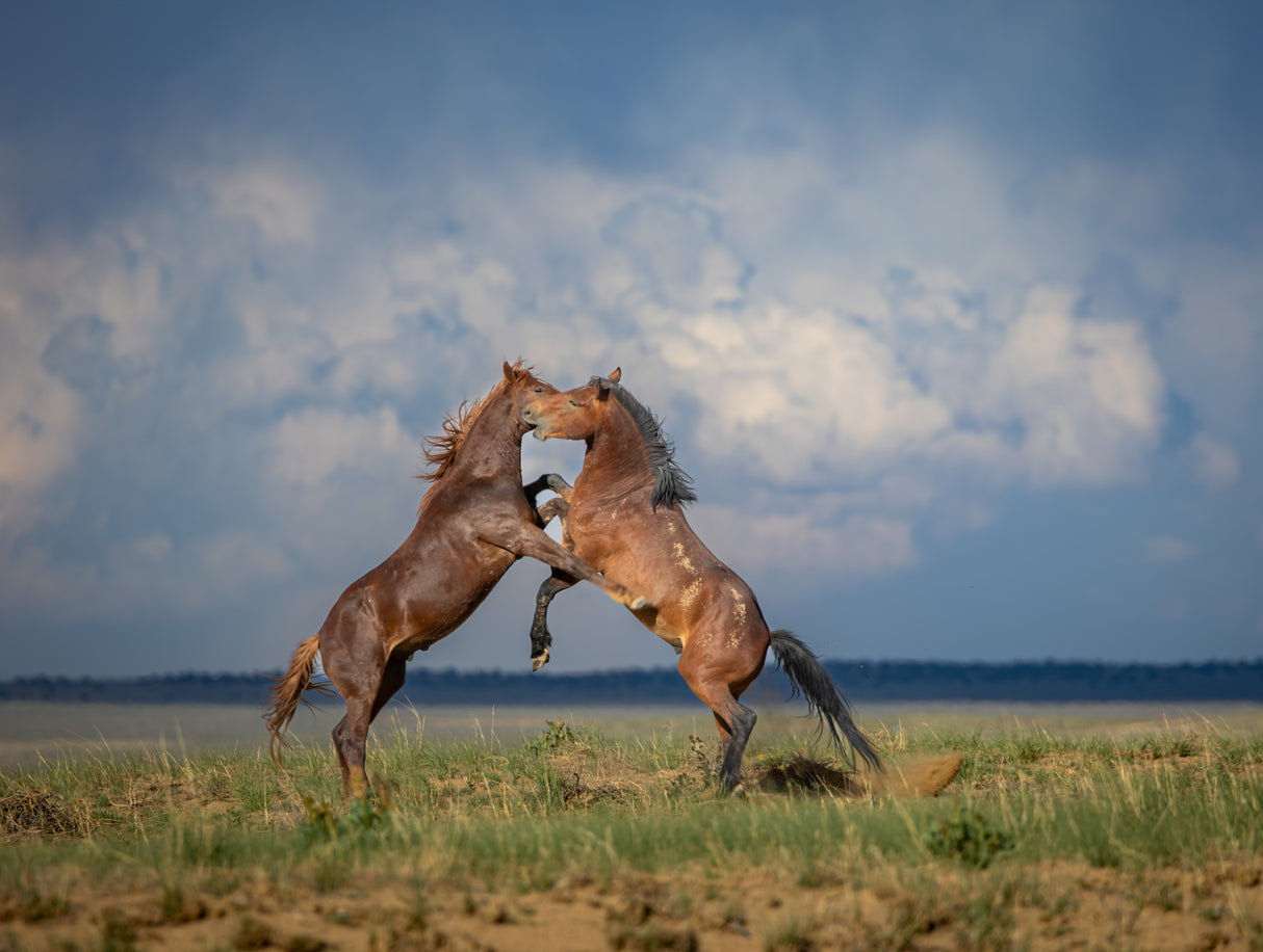Natural Love Wild Compassion Poster och Canvastavla