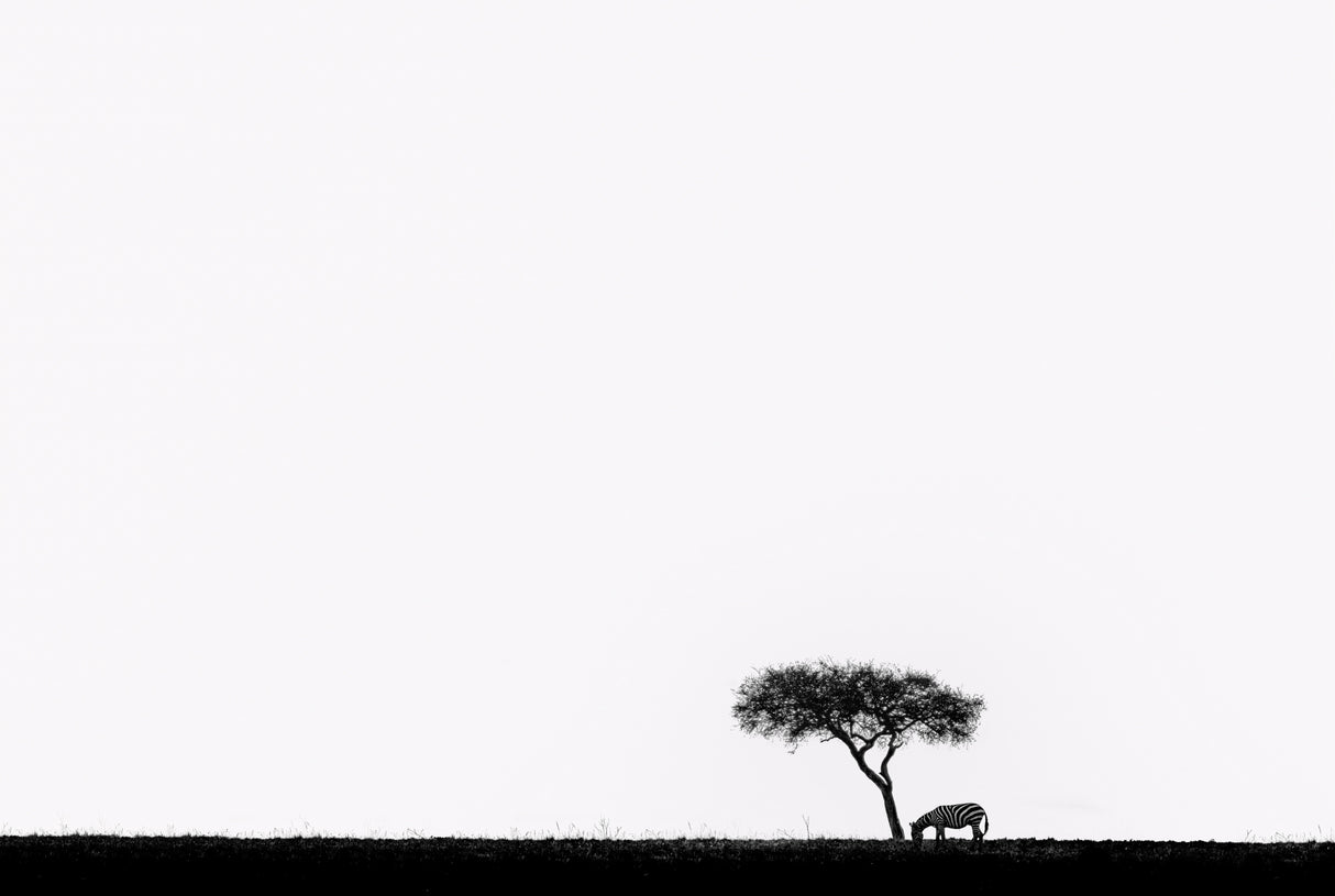Africa Poster och Canvastavla