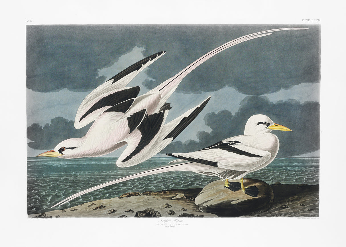 Tropic Bird From Birds of America (1827) Poster och Canvastavla