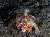 Anemone Hermit Crab (Dardanus pedunculatus) Poster och Canvastavla