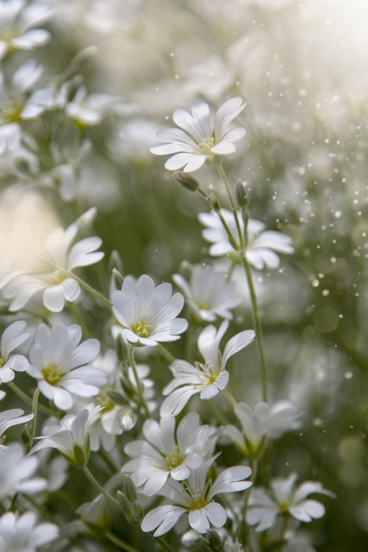Spring Glory Poster och Canvastavla