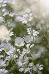 Spring Glory Poster och Canvastavla