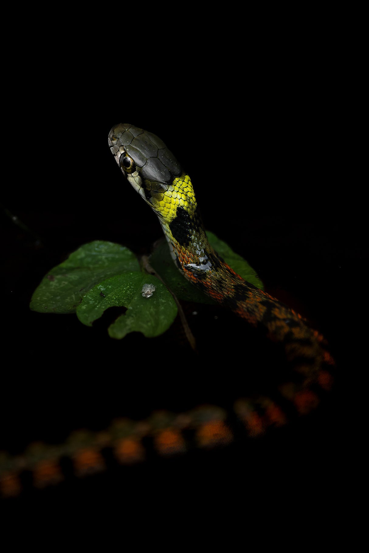 Beautiful snakes are poisonous. Poster och Canvastavla