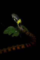Beautiful snakes are poisonous. Poster och Canvastavla