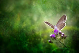 Hidden Beauty Poster och Canvastavla