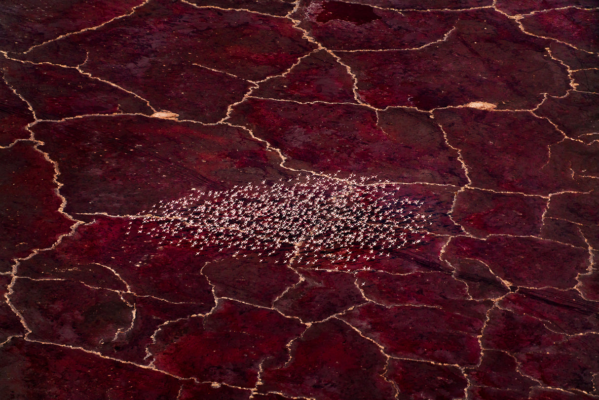 Red Planet Poster och Canvastavla