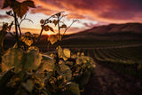 Vineyard at Sunset Poster och Canvastavla