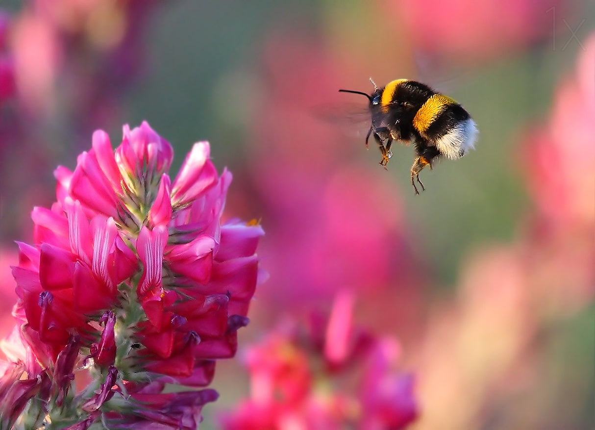 Bumble Bee Poster och Canvastavla