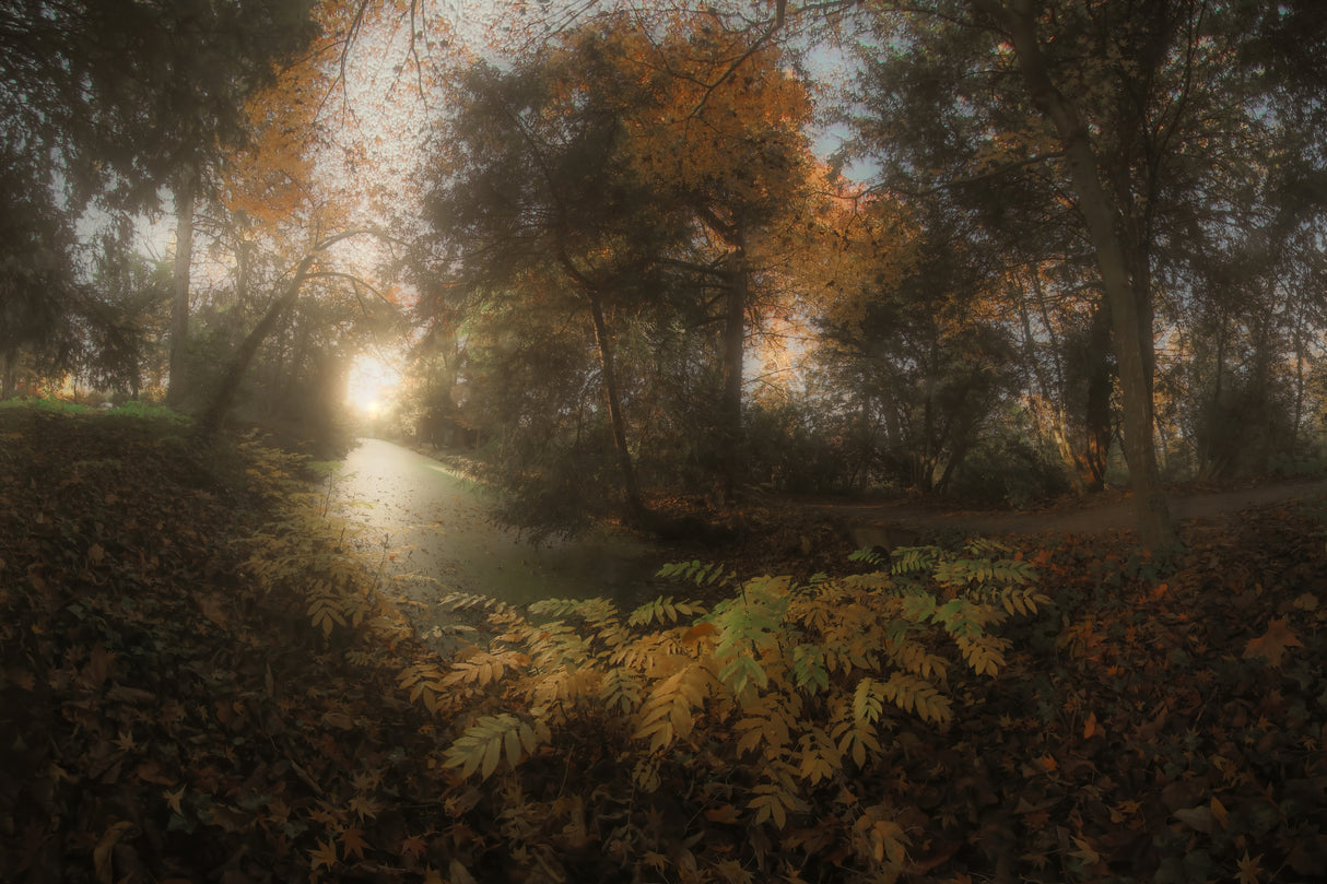 Autumn at Balaine Poster och Canvastavla