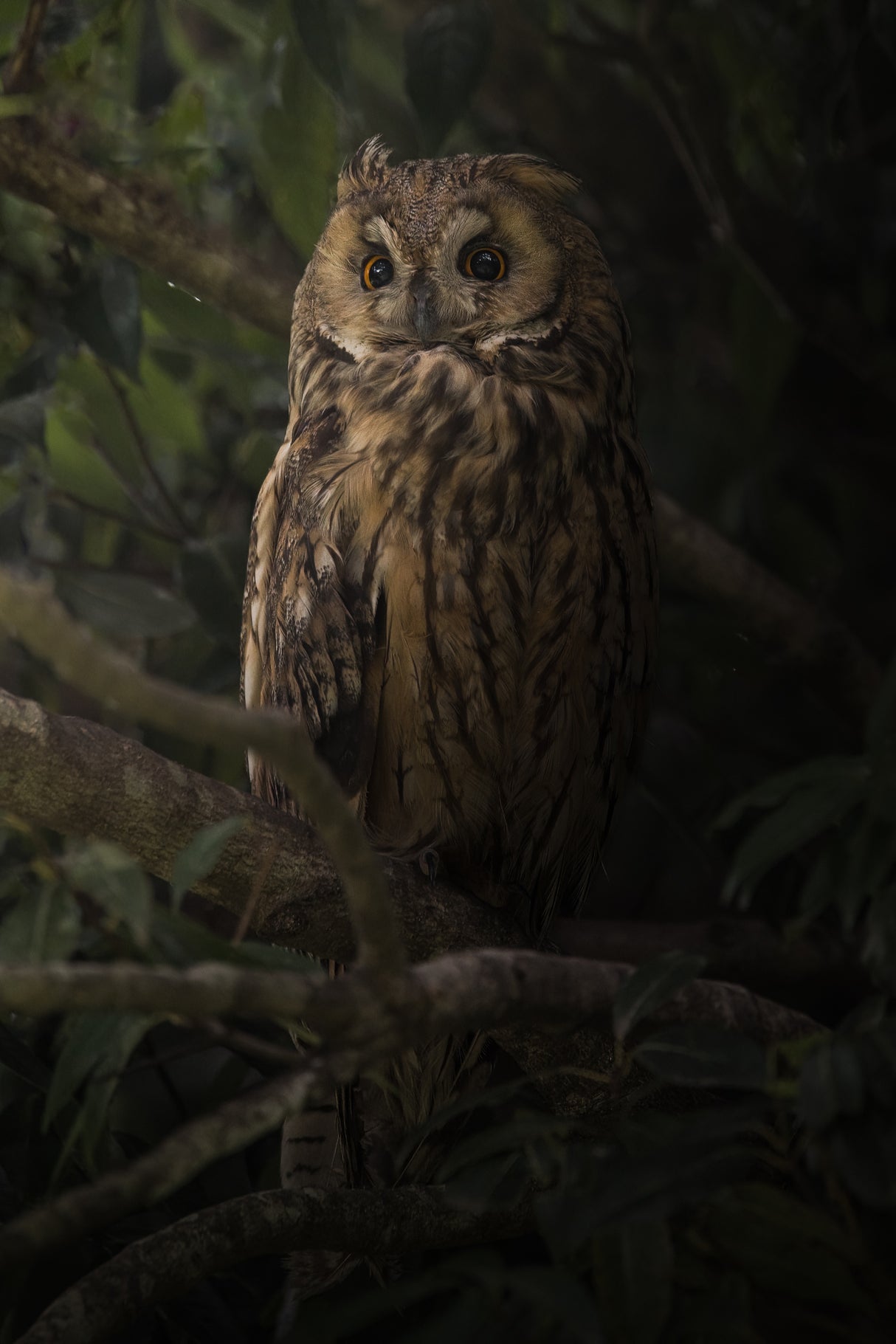 Resting on a tree Poster och Canvastavla
