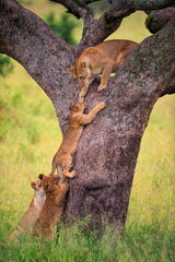 Climbing Cub Poster och Canvastavla