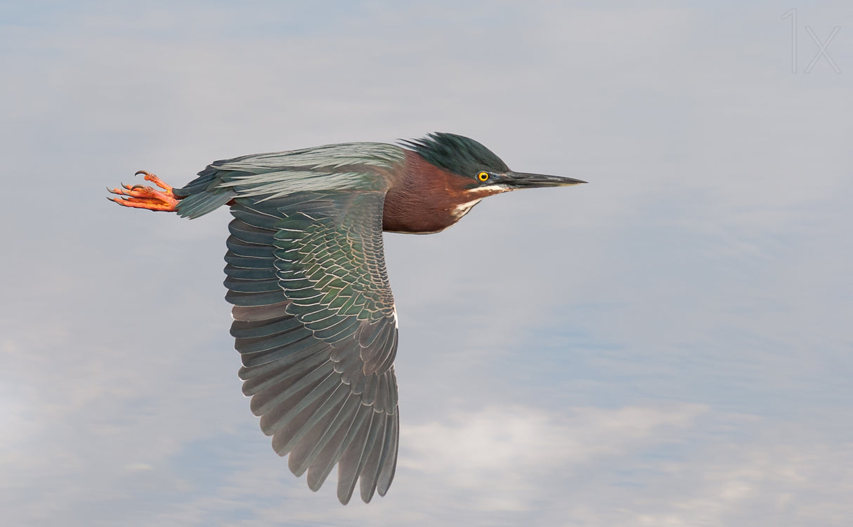 Little Green Heron Poster och Canvastavla