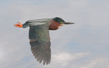 Little Green Heron Poster och Canvastavla