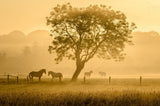 Golden Horses Poster och Canvastavla