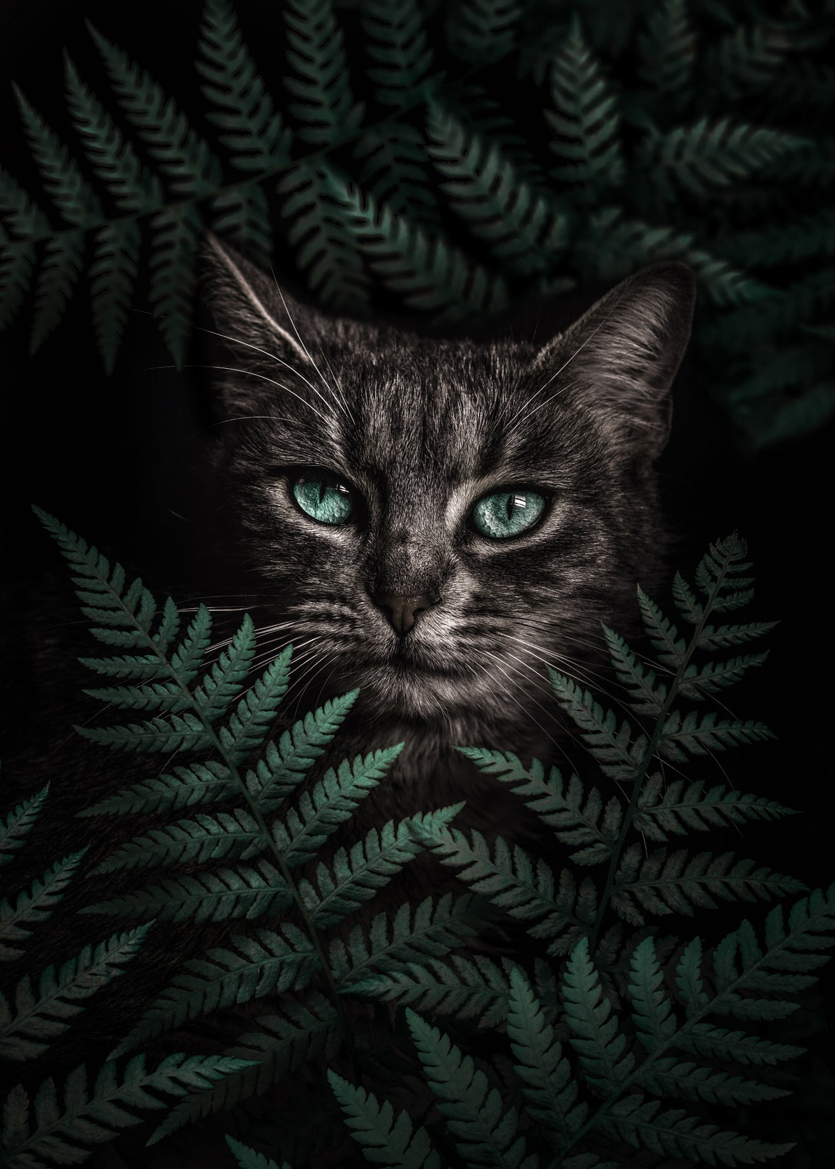Green Eyes Cat With Ferns Poster och Canvastavla