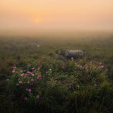 Indian One Horned Rhino Poster och Canvastavla