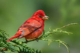 Summer Tanager Poster och Canvastavla