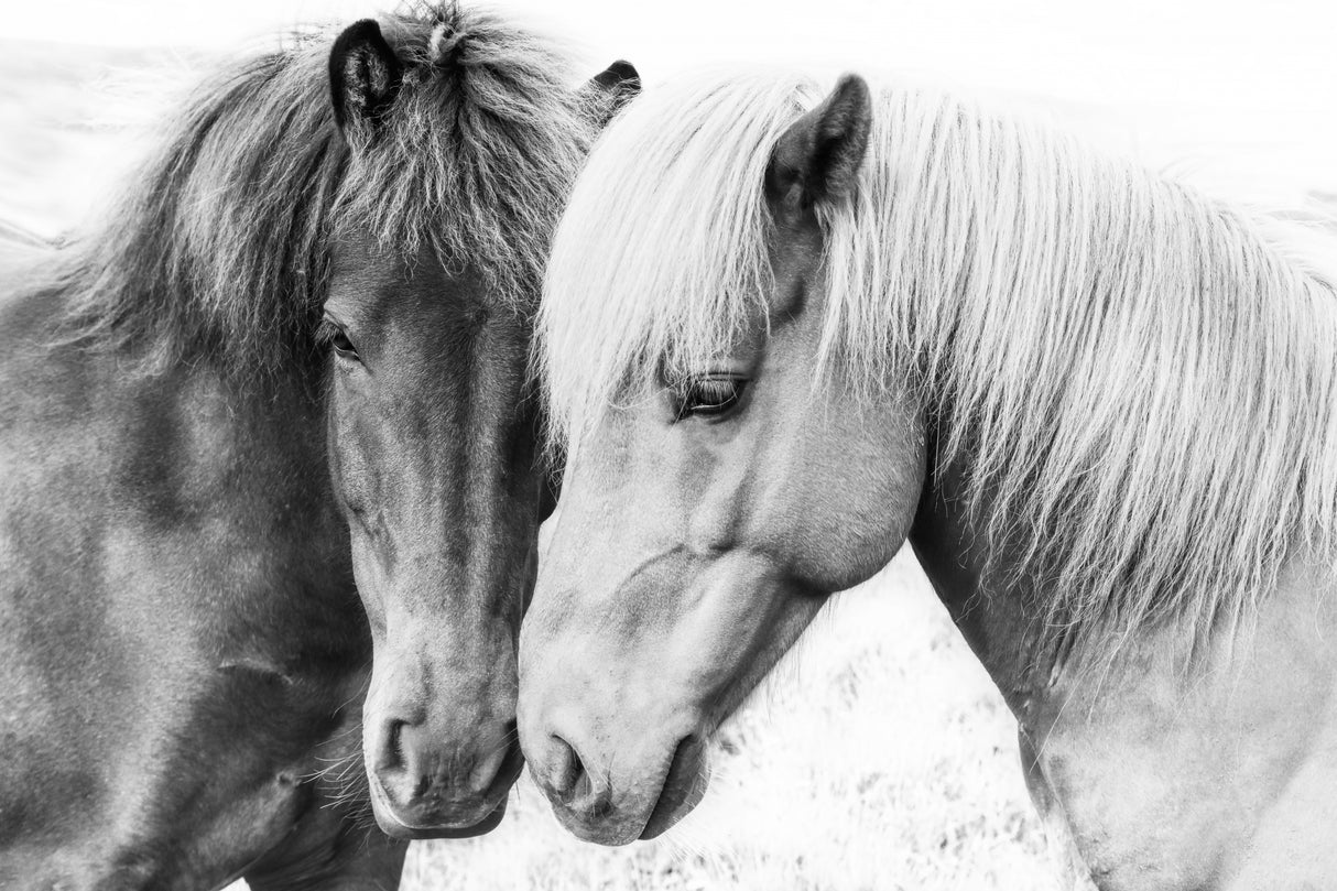 Horse Love Poster och Canvastavla