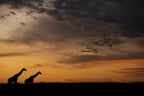 silhouette Poster och Canvastavla