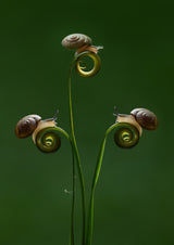 Three little snails Poster och Canvastavla