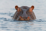 On Chobe River Poster och Canvastavla