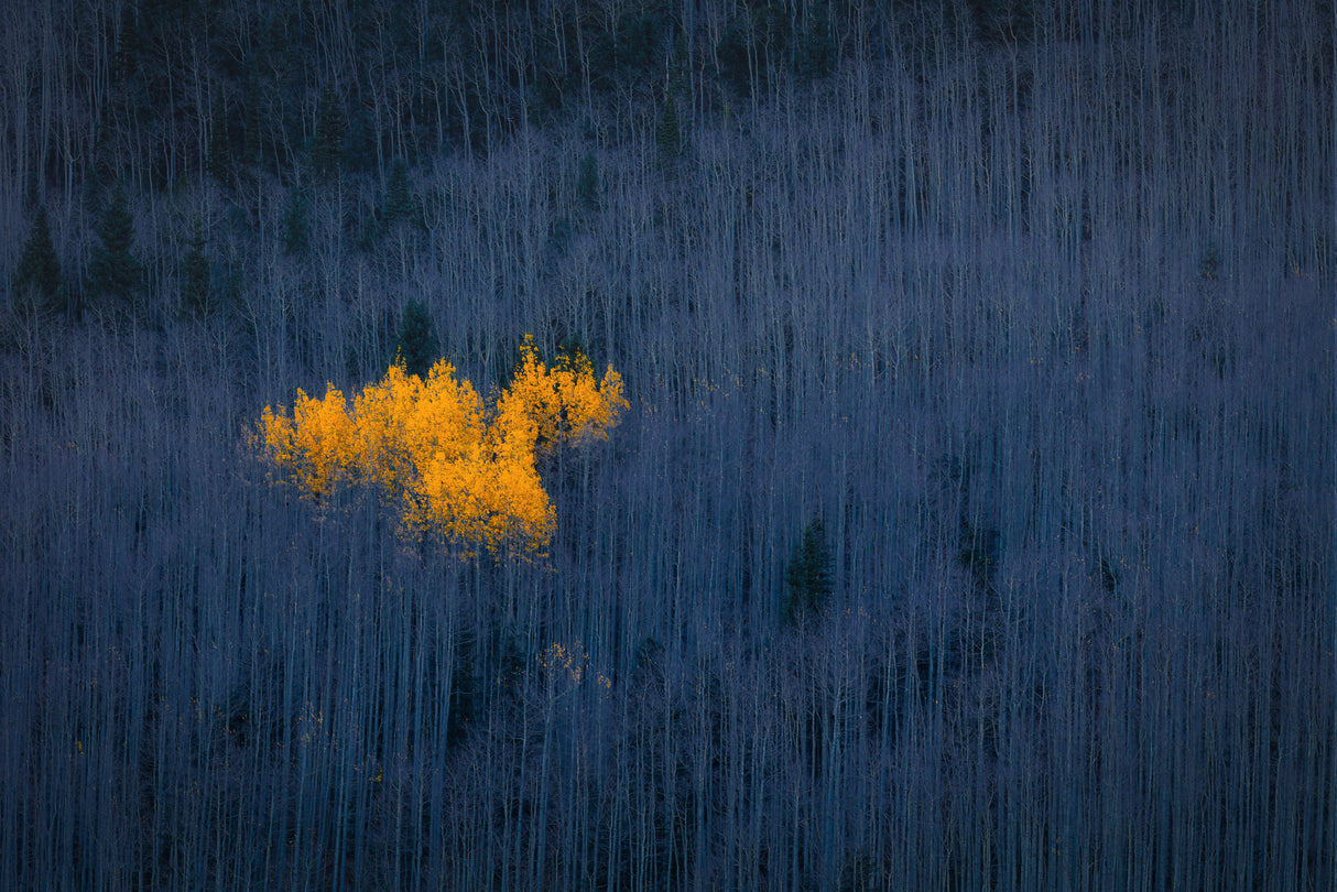 Heart of Aspens Poster och Canvastavla