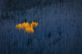 Heart of Aspens Poster och Canvastavla