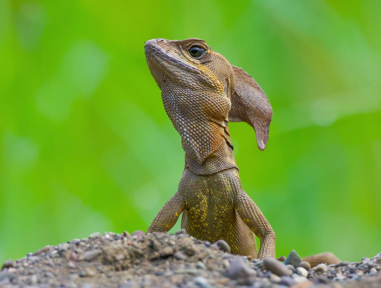 Common basilisk Poster och Canvastavla